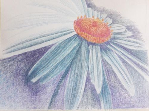 Draw a Flower in Colour